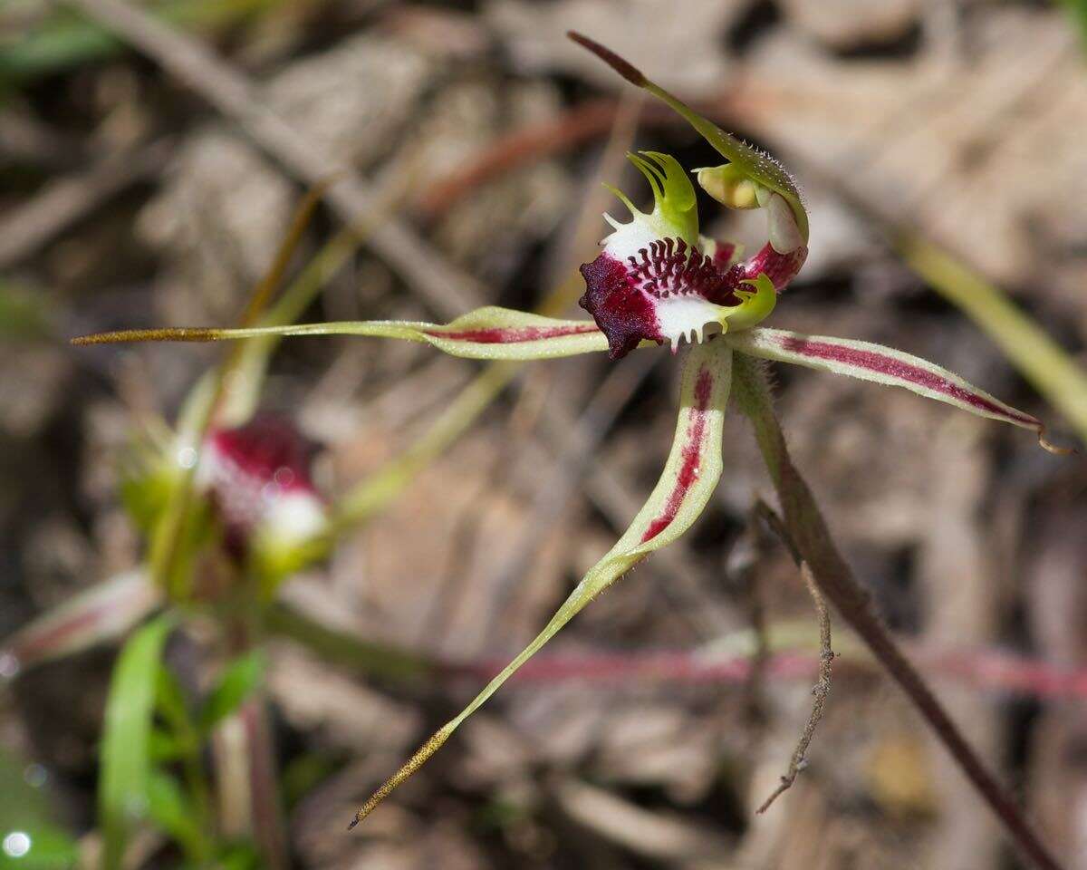 Image of Small spider orchid