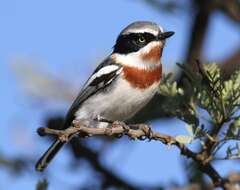 Image of Chinspot Batis