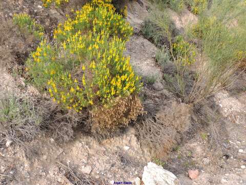 صورة Genista hirsuta subsp. hirsuta