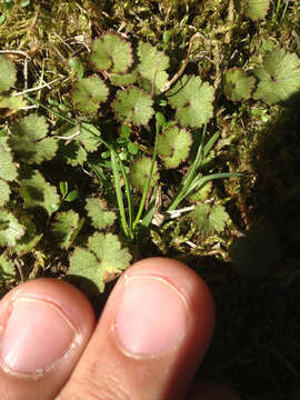 Image de Hydrocotyle moschata G. Forster