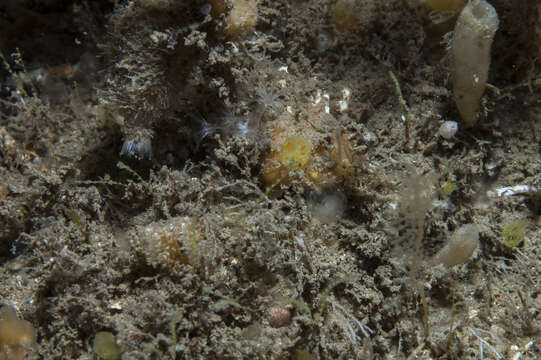 Image of Hymedesmia (Hymedesmia) rathlinia Goodwin & Picton 2009