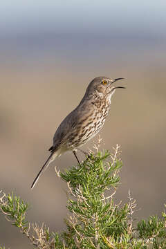 Image of Oreoscoptes Baird & SF 1858