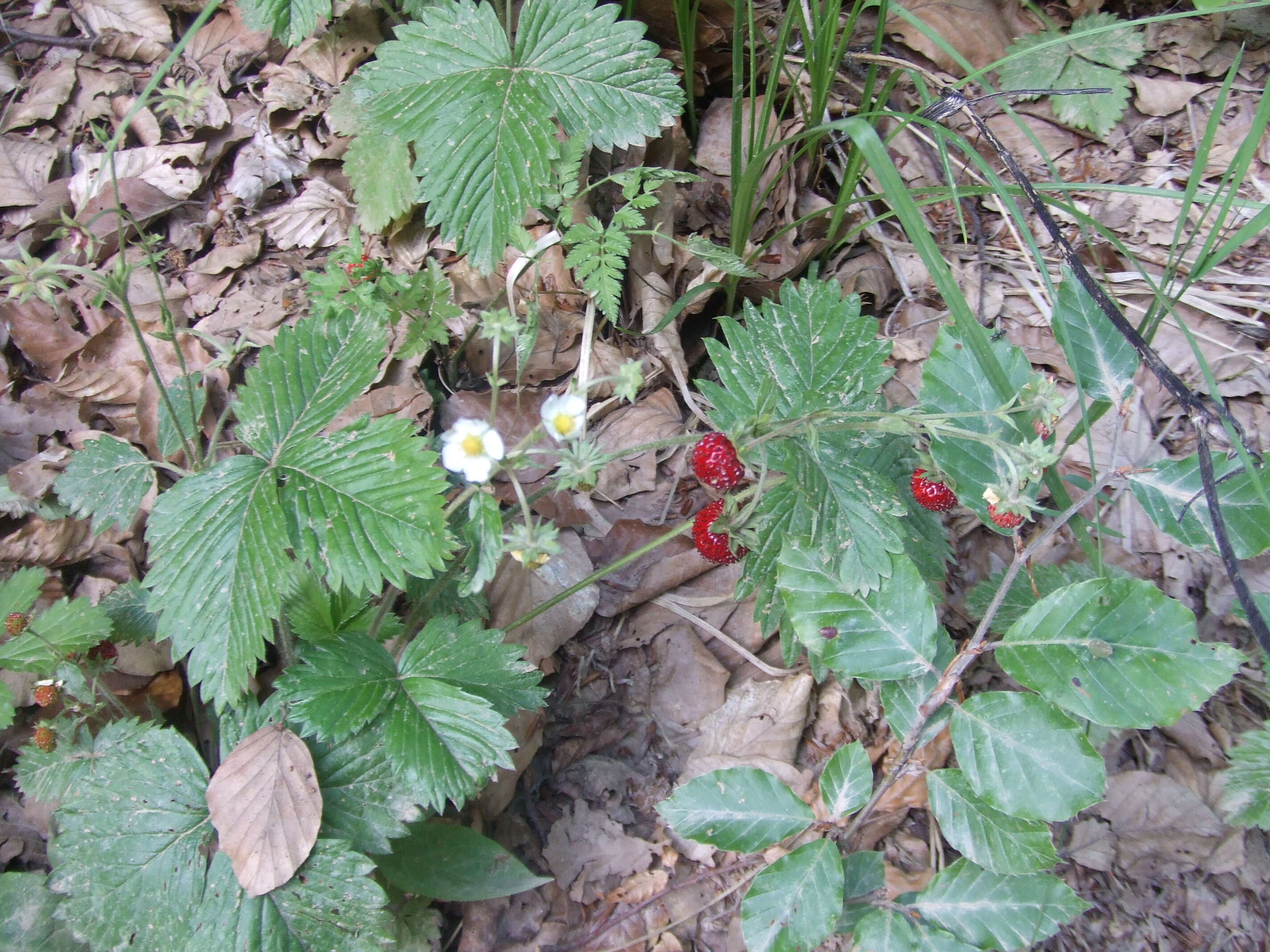 Image of woodland strawberry