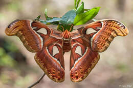 Image de Attacus atlas (Linnaeus 1758)