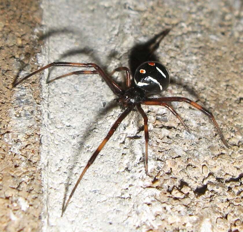 Image of Northern Black Widow