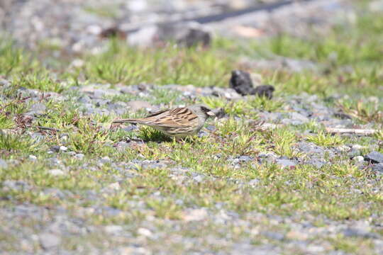 Sivun Emberiza spodocephala spodocephala Pallas 1776 kuva