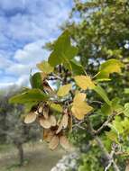 Imagem de Acer sempervirens L.