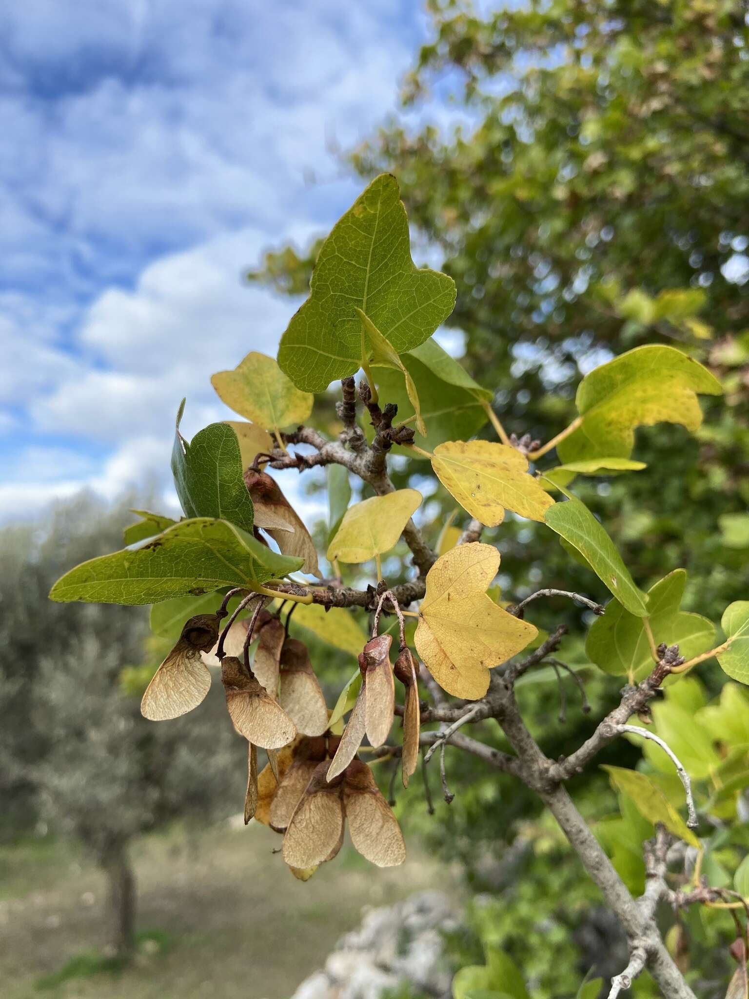 Imagem de Acer sempervirens L.