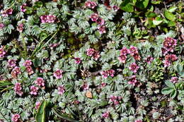 Image of Potentilla purpurea (Royle) Hook. fil.