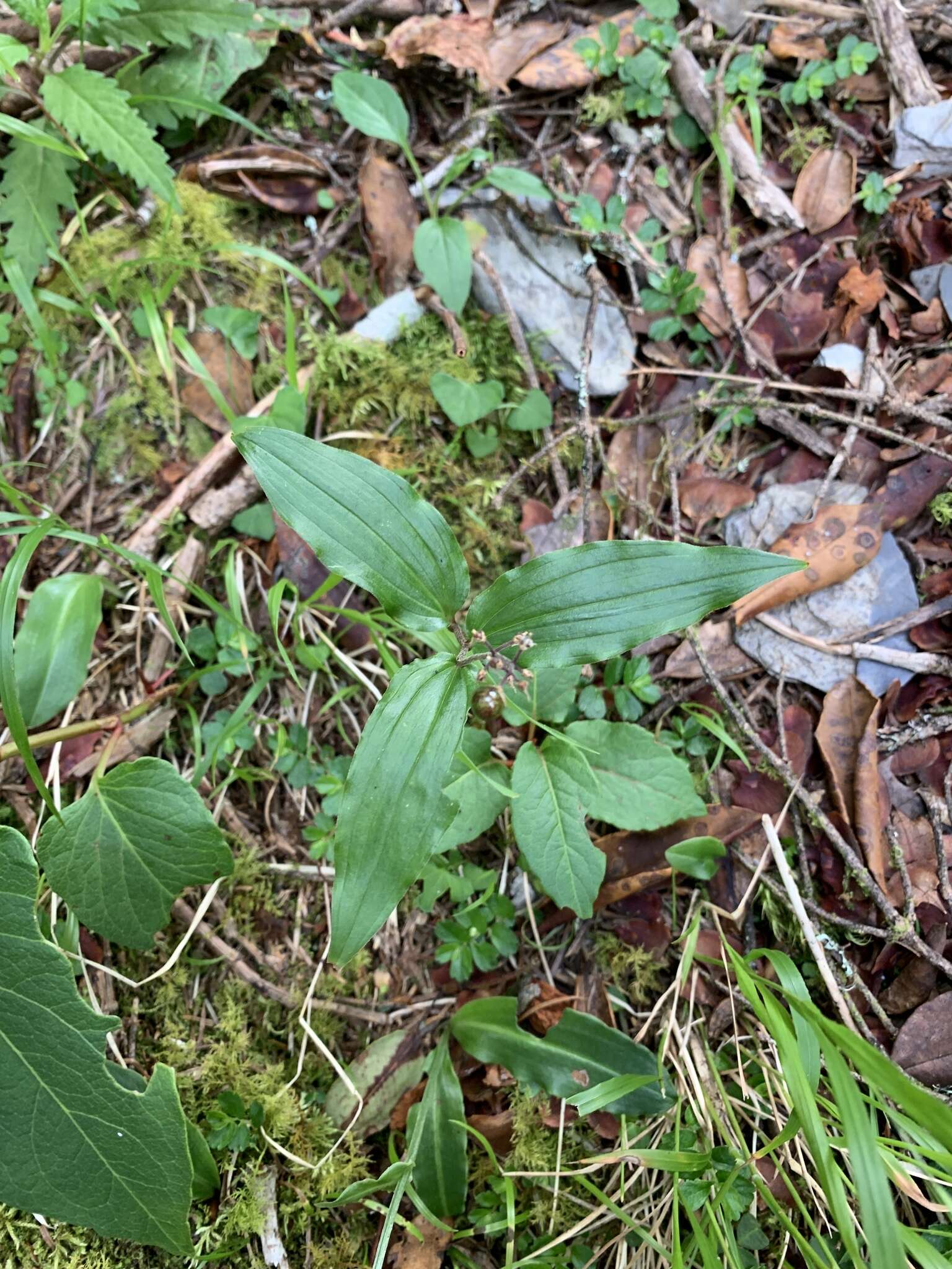 Imagem de Maianthemum formosanum (Hayata) La Frankie