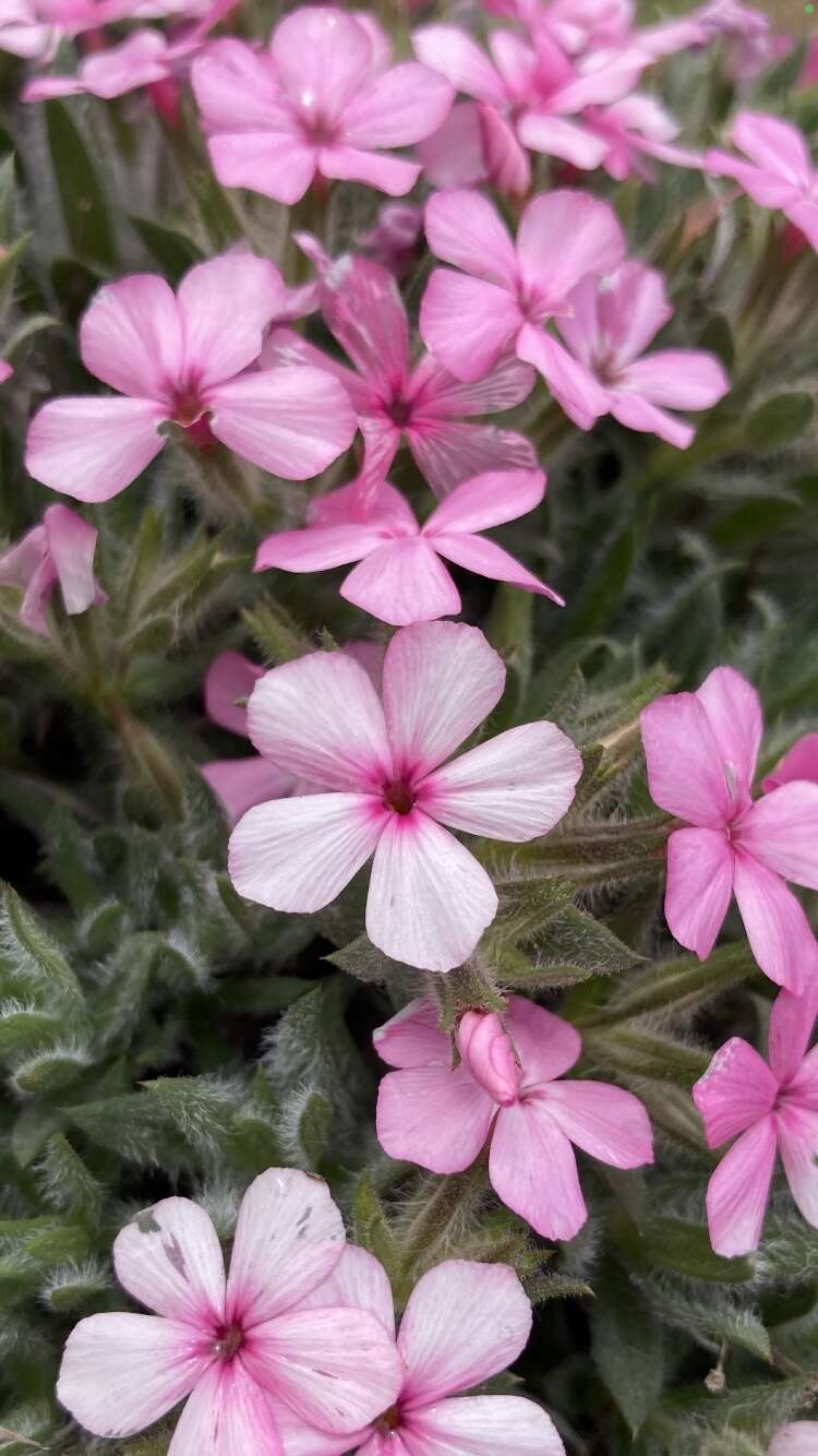 Image of Yreka phlox