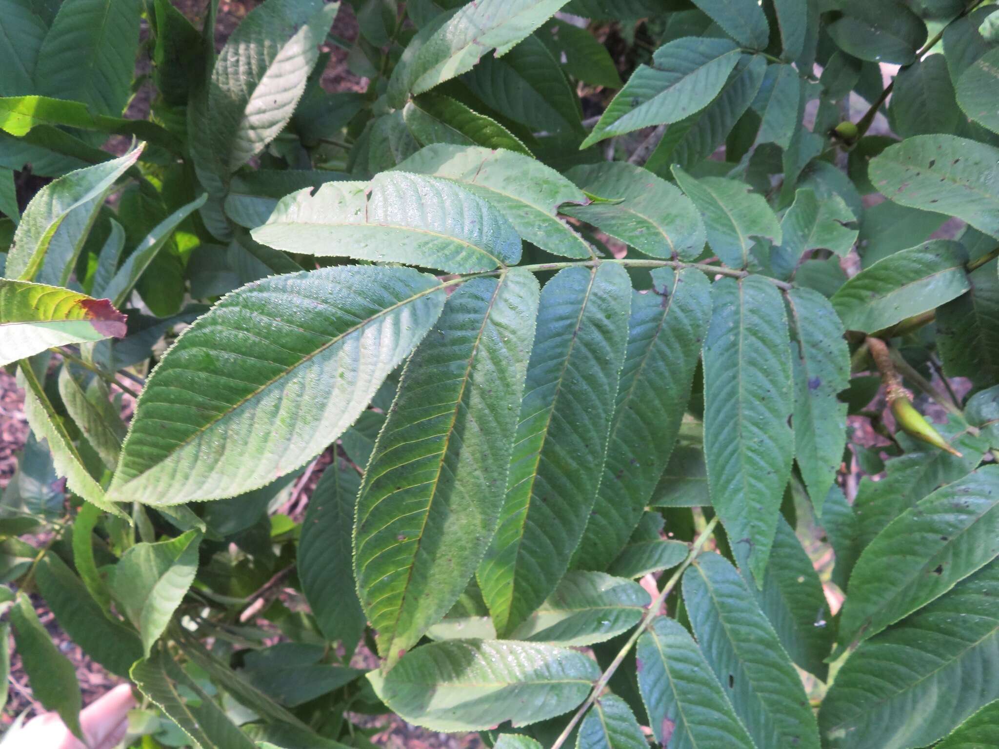 Plancia ëd Pterocarya rhoifolia Sieb. & Zucc.