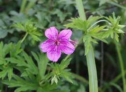 Sivun Geranium soboliferum Kom. kuva