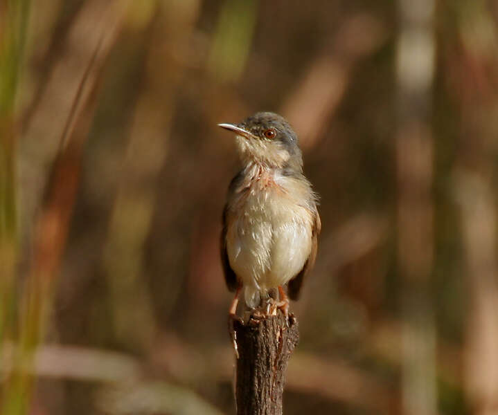 Image of Ashy Prinia