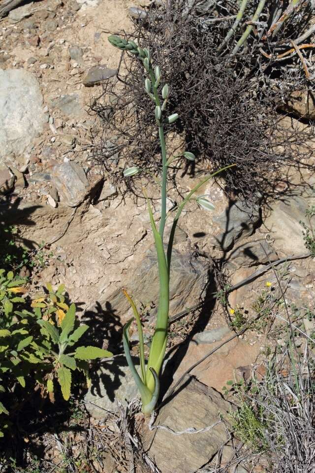 Image de Albuca canadensis (L.) F. M. Leight.