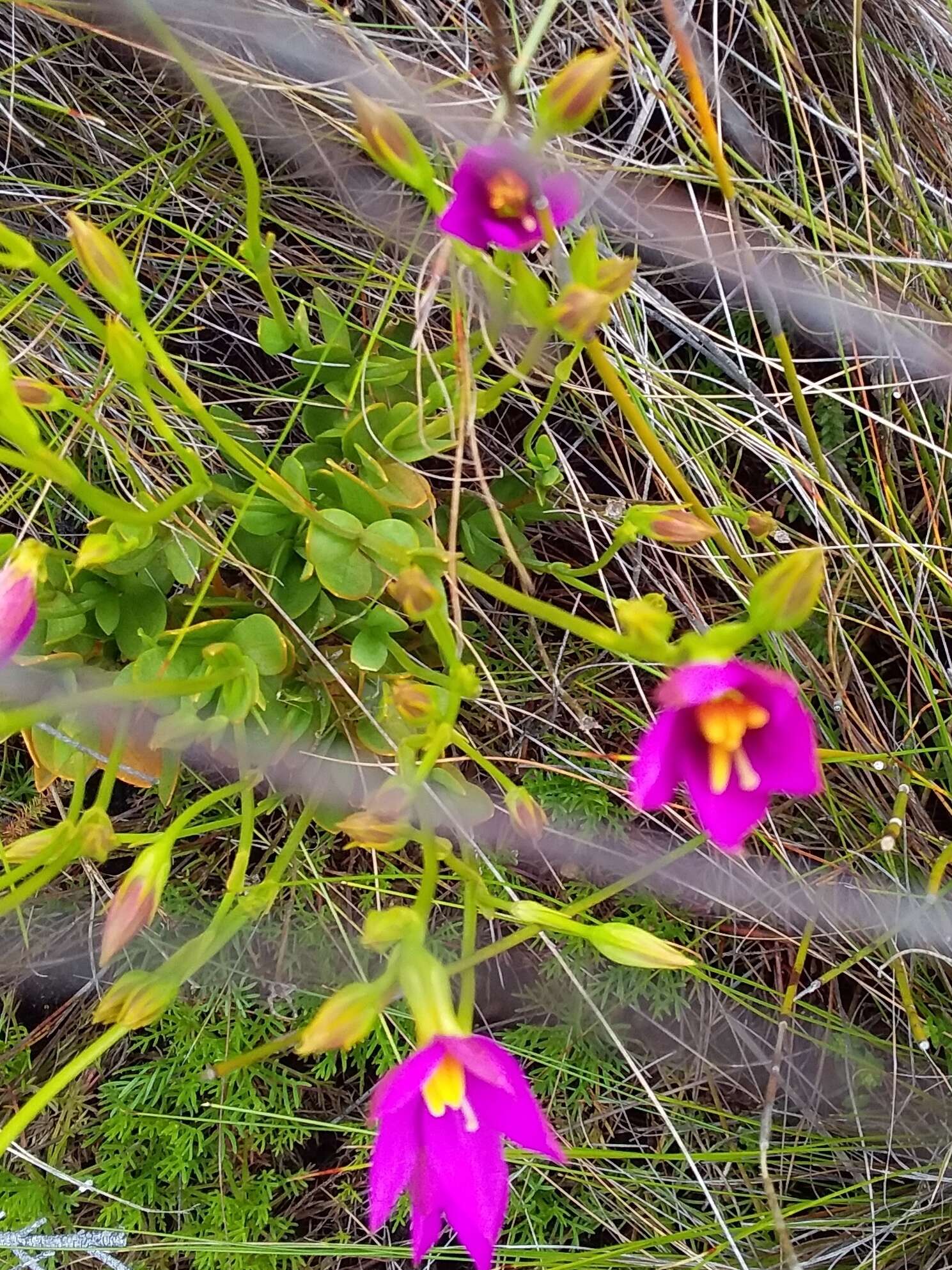 Image of Chironia jasminoides L.