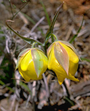 Image de Calochortus