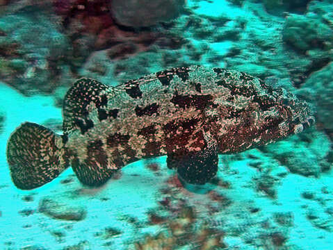 Image of Malabar Grouper