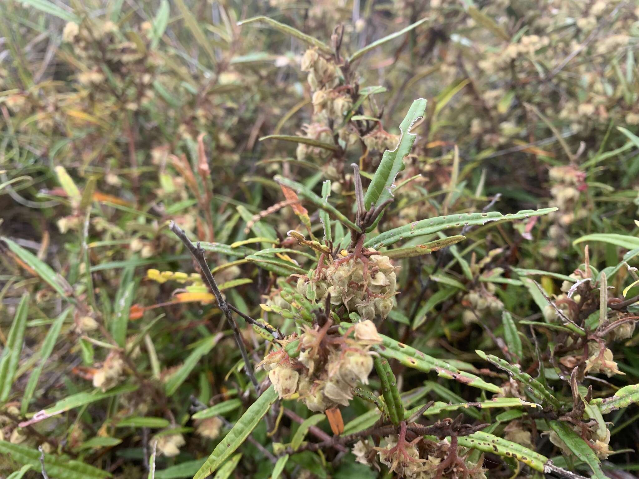 Image of Rusty Velvet-bush