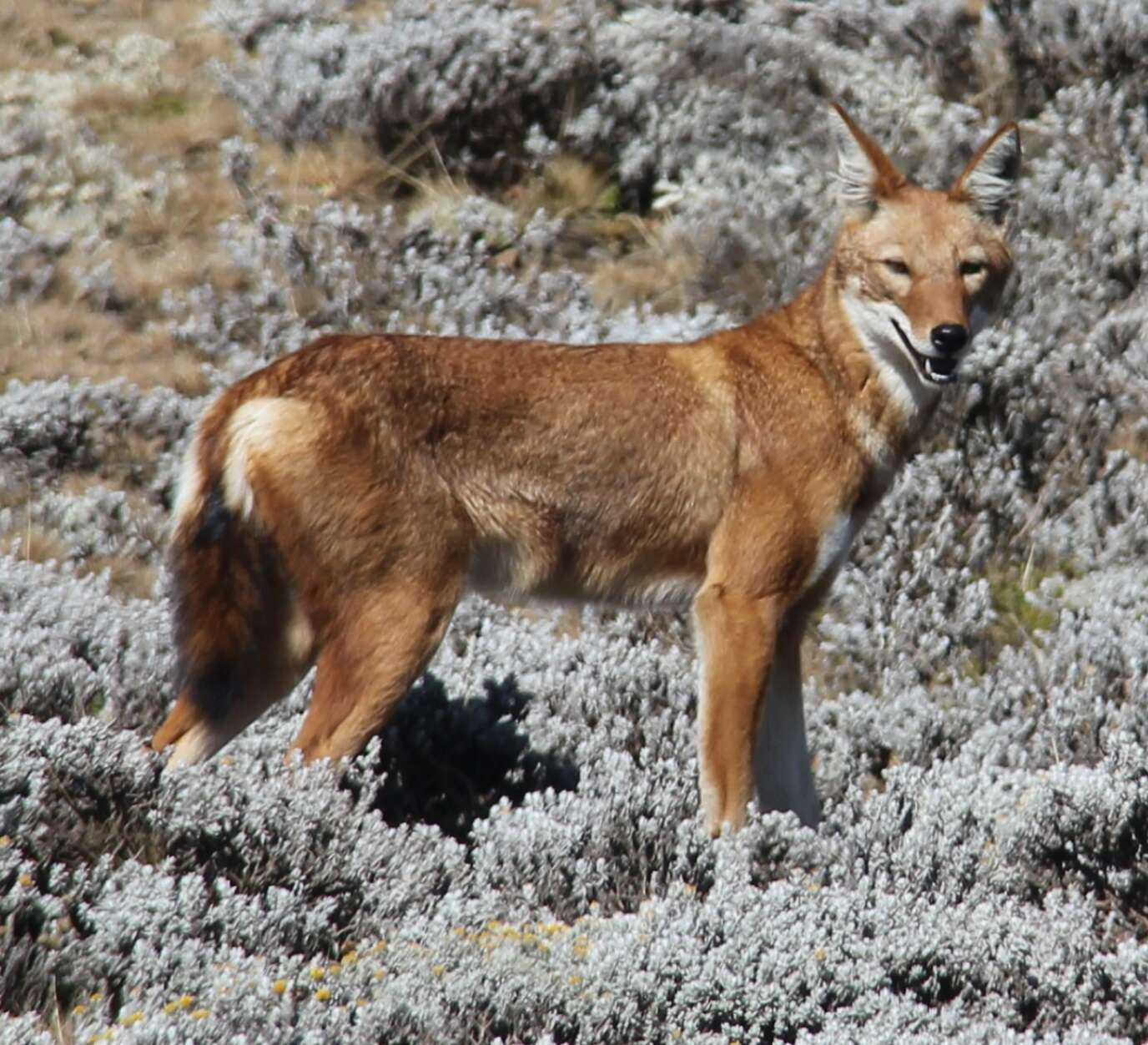 Image of Ethiopian wolf