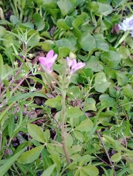 Image de Cleome titubans Speg.