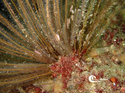 Image of antenna hydroid