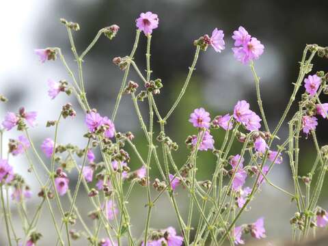 Image of hairy-tuft four o'clock