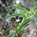 Plancia ëd Angraecum caricifolium H. Perrier