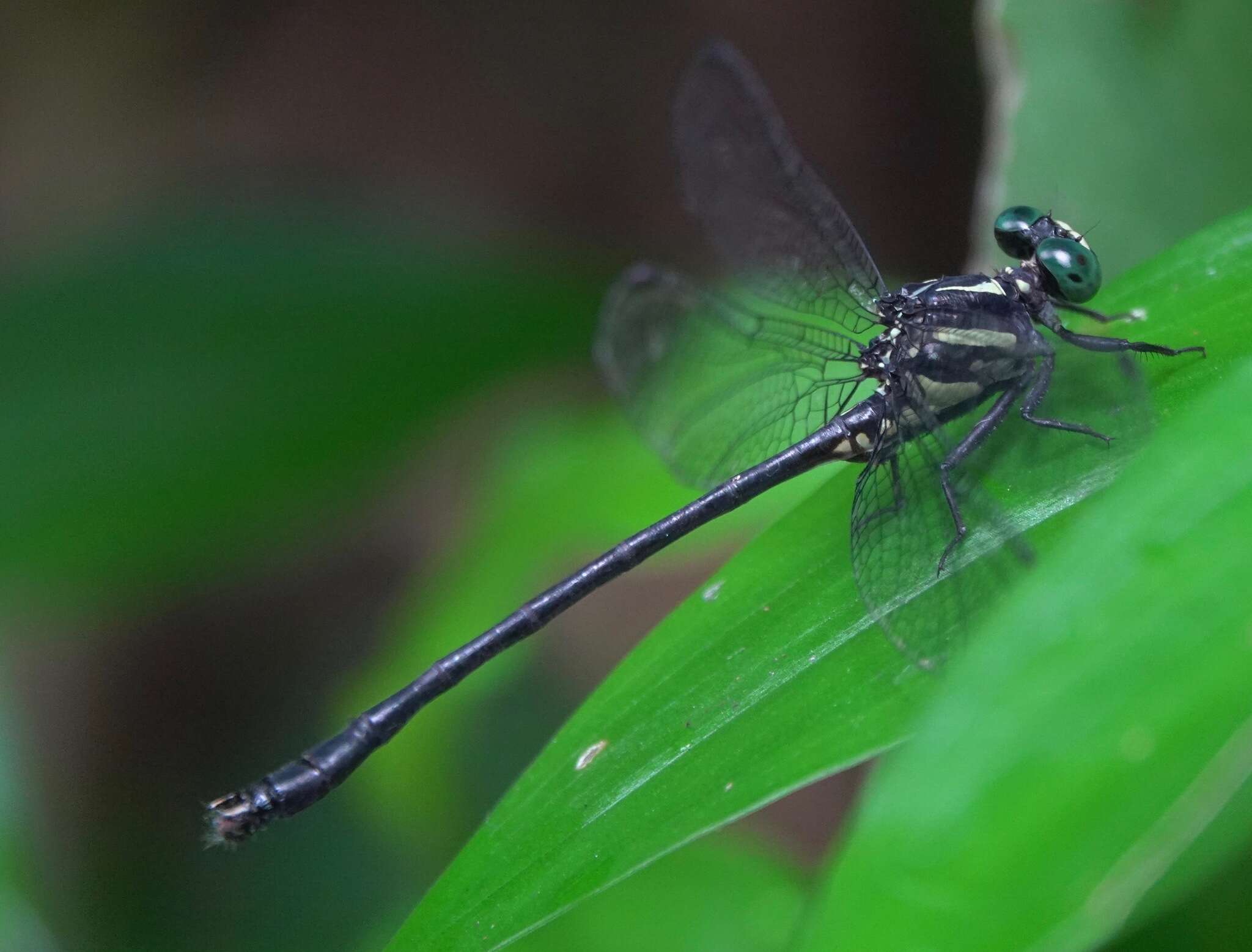 Imagem de Leptogomphus risi Laidlaw 1932