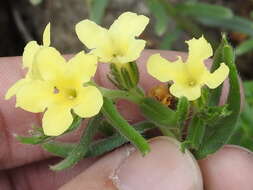 Plancia ëd Lithospermum cobrense Greene