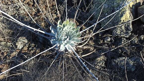 Image of Dudleya anthonyi Rose ex Britton & Rose