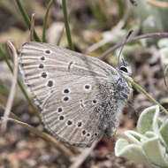 Image of Glaucopsyche lygdamus oro (Scudder 1876)