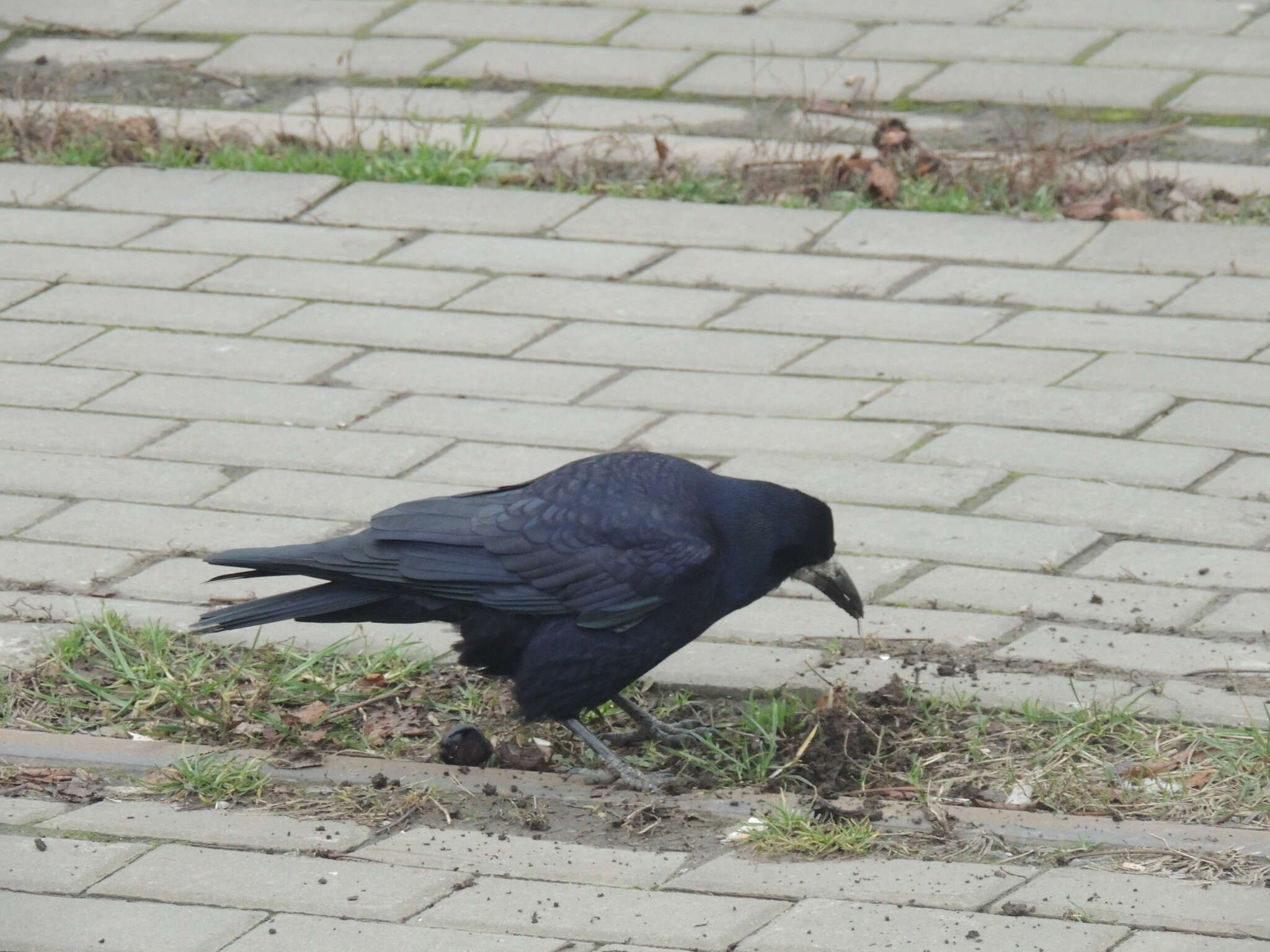 Image of Corvus frugilegus frugilegus Linnaeus 1758