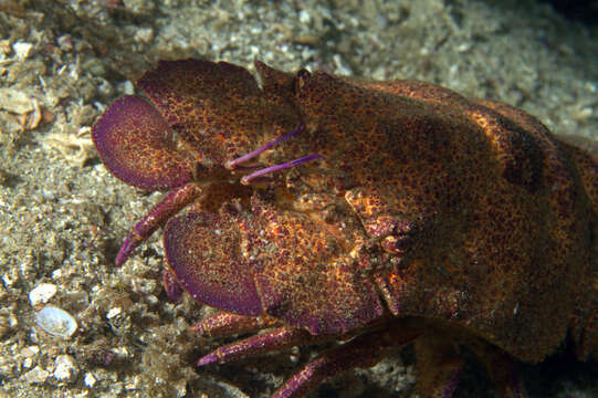 Image of Californian slipper lobster