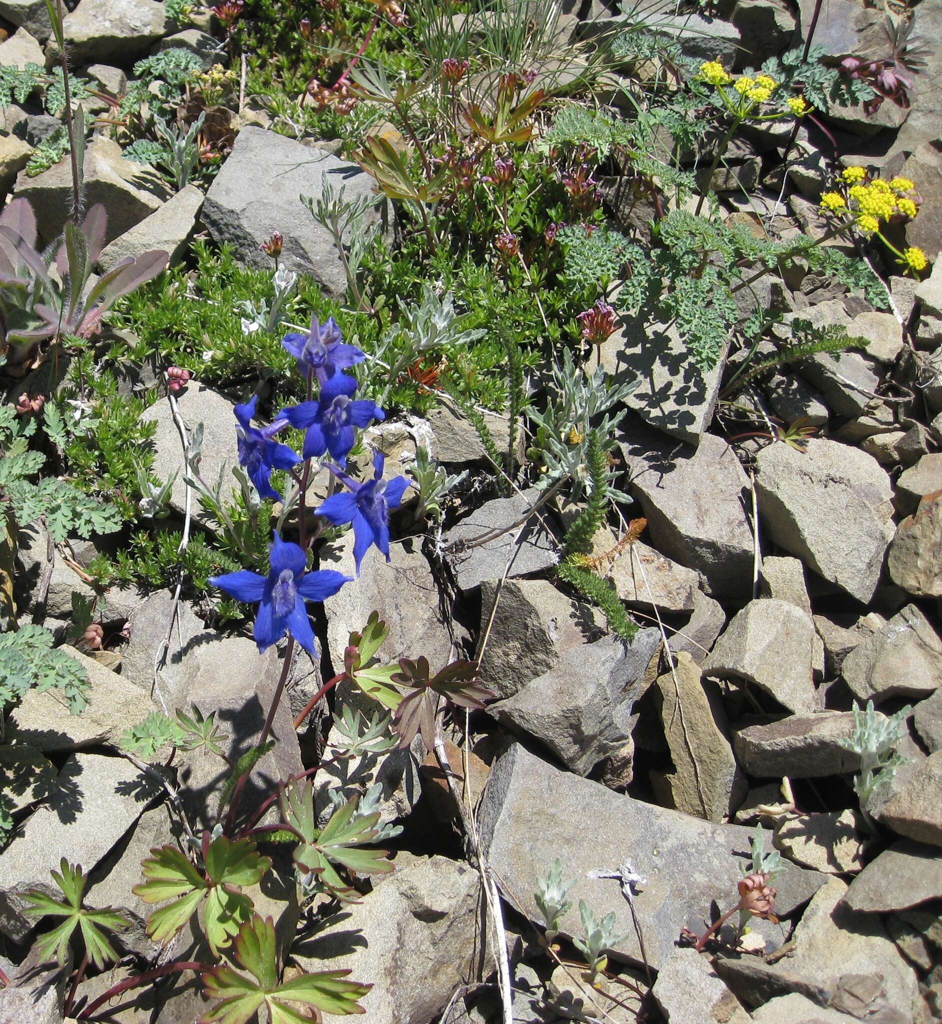 Plancia ëd Delphinium glareosum Greene