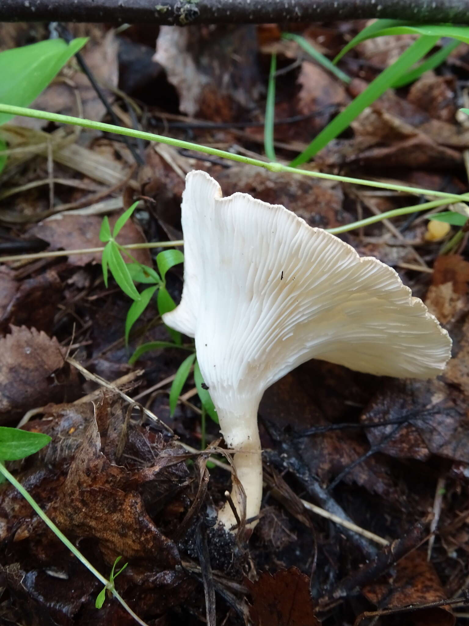 Слика од Clitocybe gibba (Pers.) P. Kumm. 1871