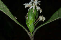 Слика од Lankesteria brevior C. B. Cl.