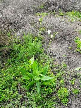 Image of Nicotiana megalosiphon Heurck & Muell.-Arg.