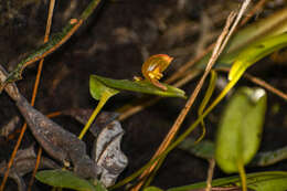 Image of Pleurothallis quitu-cara