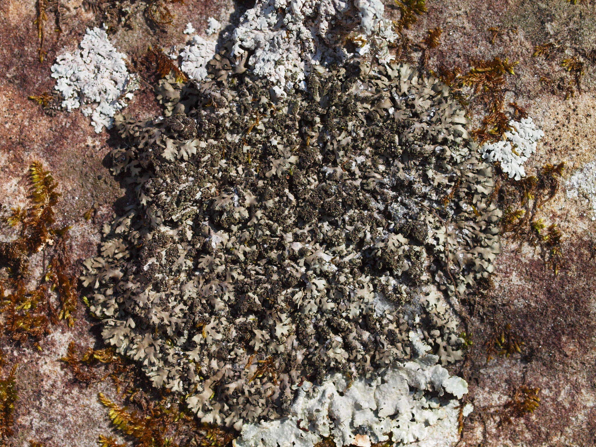 Image of wreath lichen