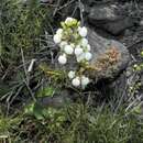 Image of Calceolaria alba Ruiz & Pav.
