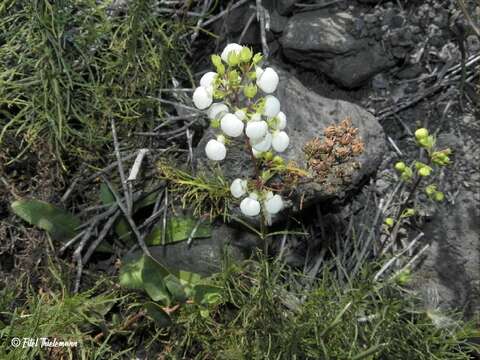 Image of Calceolaria alba Ruiz & Pav.