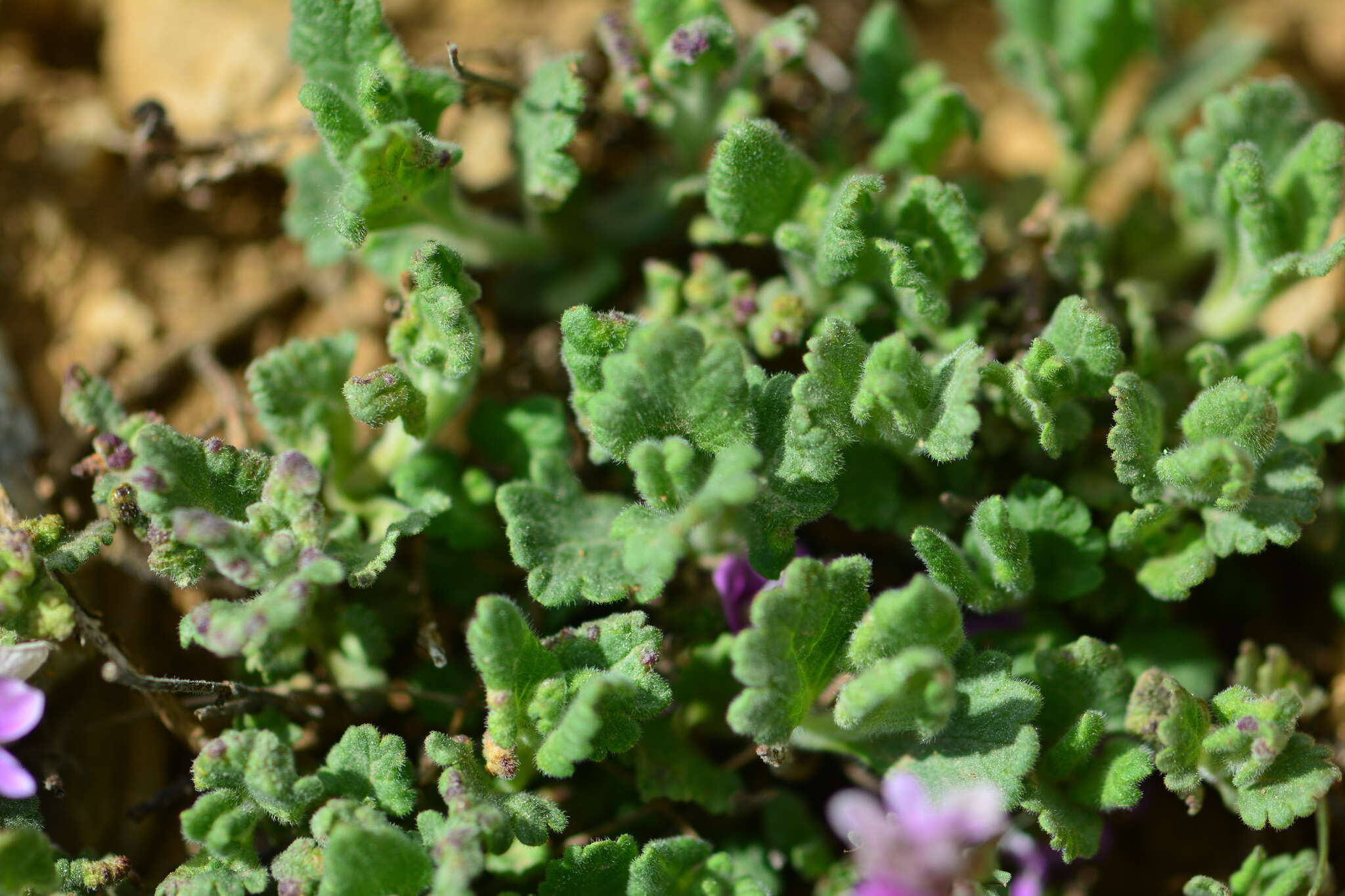 Image of Veronica cuneifolia D. Don