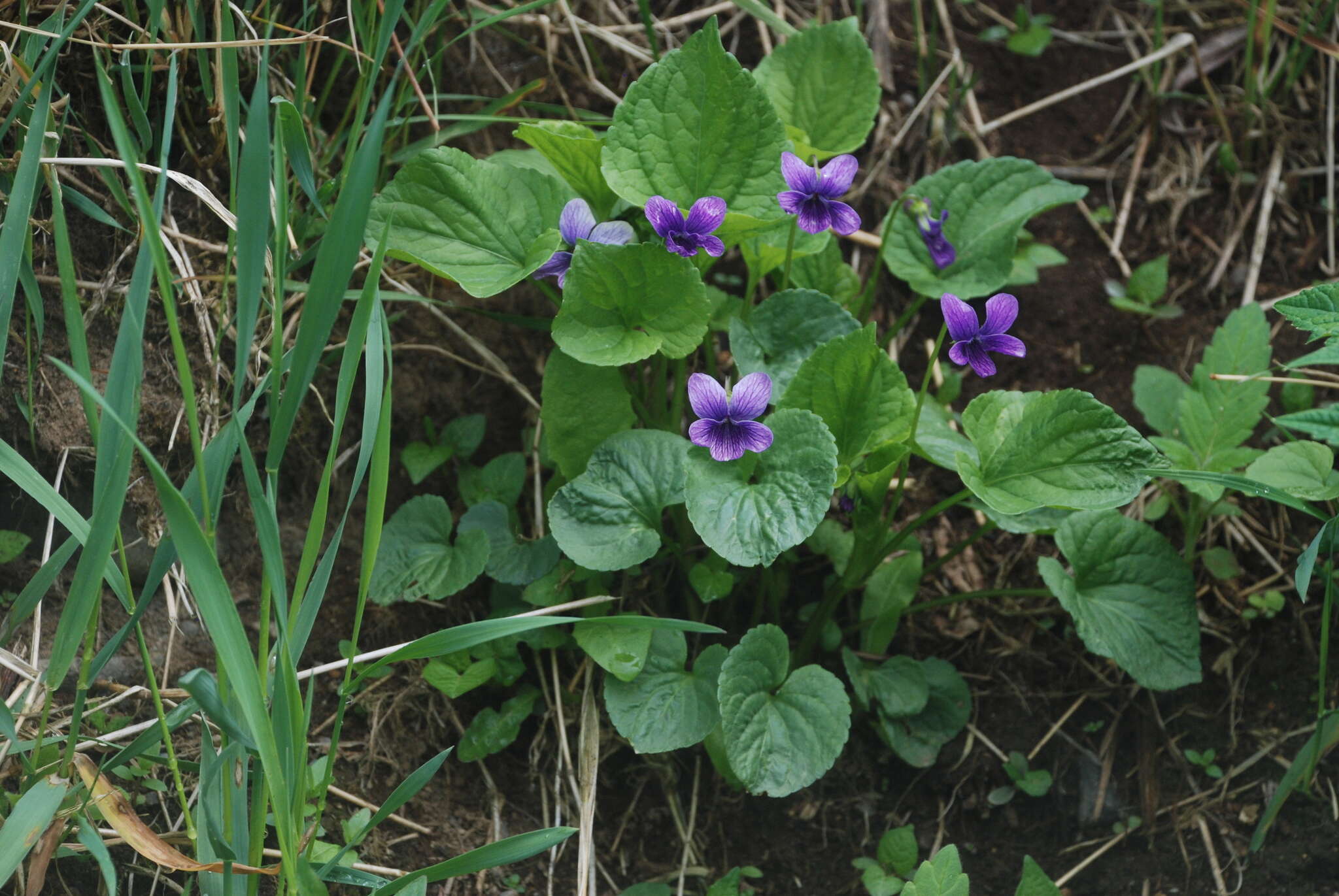 Слика од Viola langsdorfii subsp. sachalinensis W. Becker