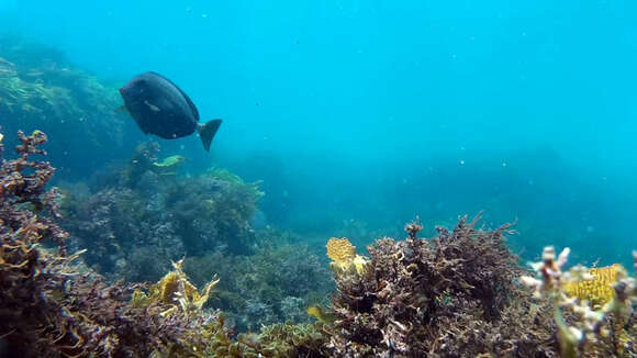 Image of Sawtail surgeonfish