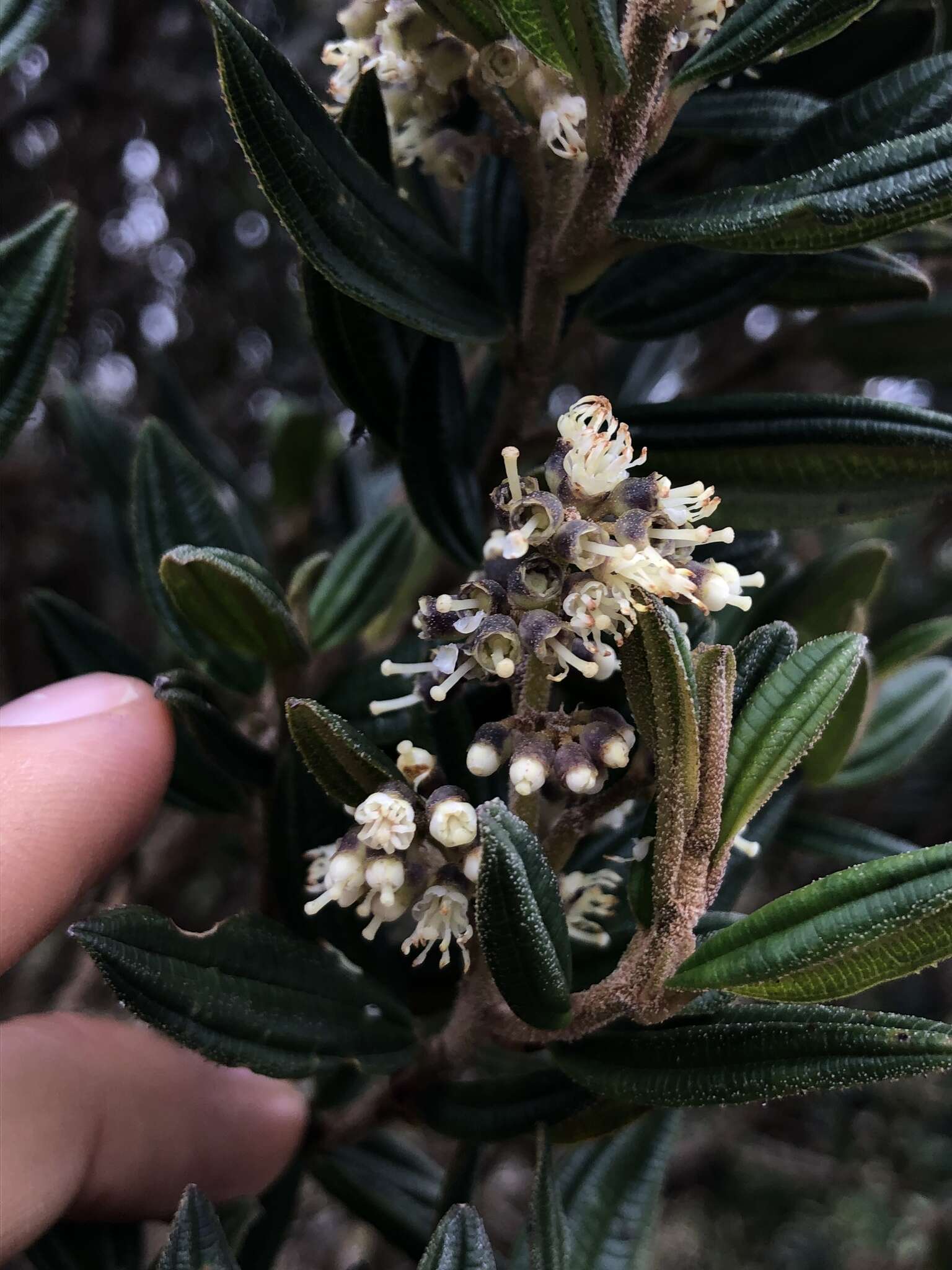 Image of Miconia elaeoides Naud.