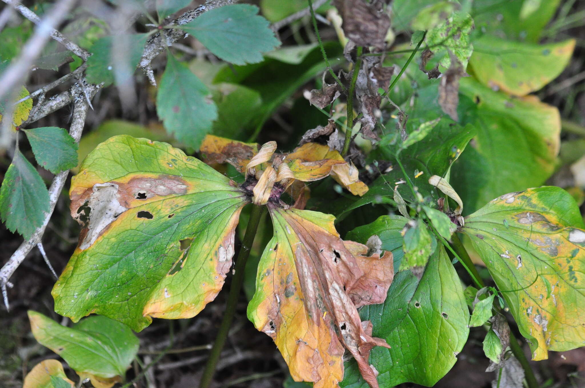 صورة Trillium albidum subsp. parviflorum (V. G. Soukup) K. L. Chambers & S. C. Meyers