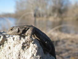 Image of Sceloporus occidentalis occidentalis Baird & Girard 1852