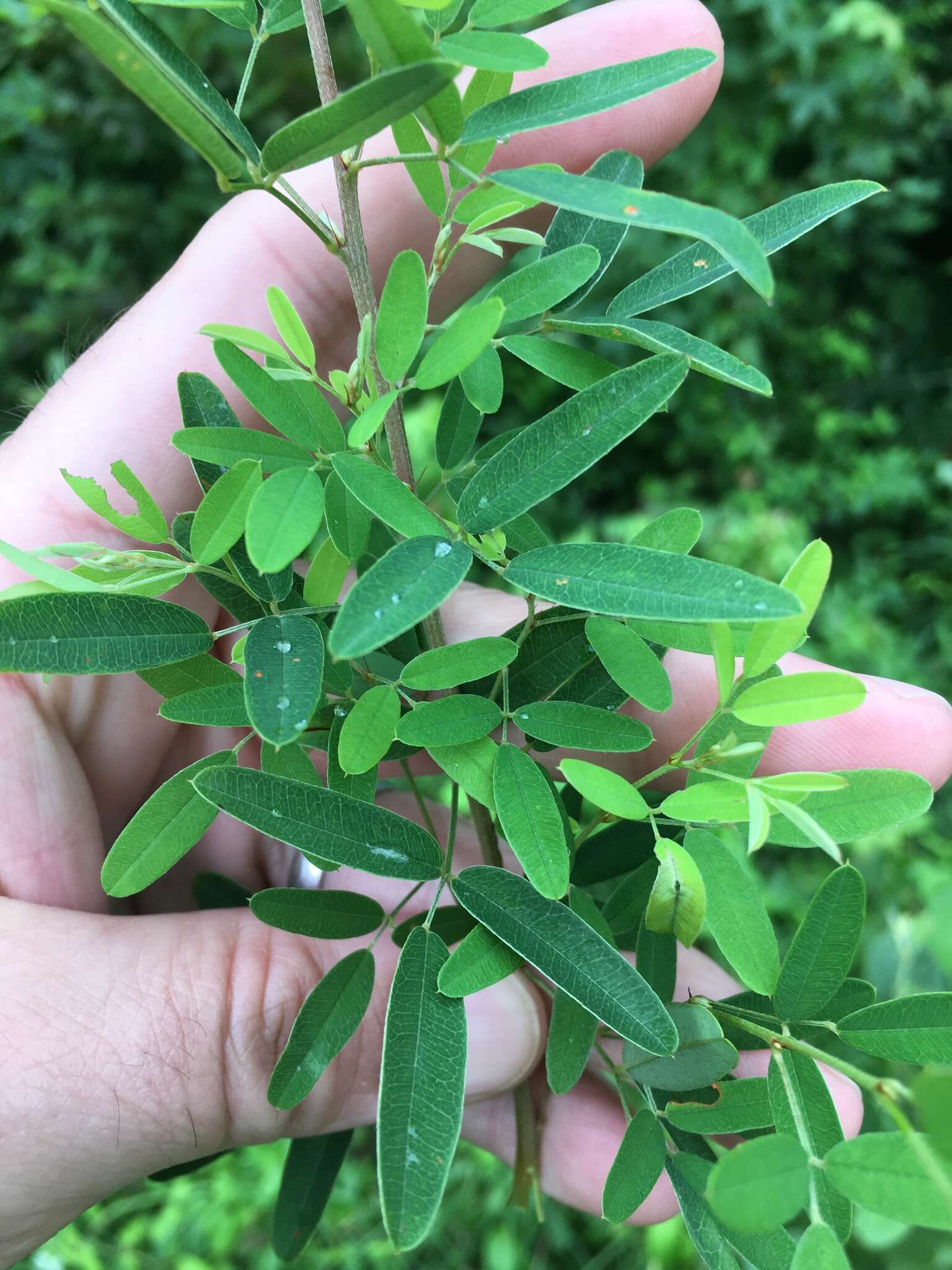 Lespedeza virginica (L.) Britton的圖片