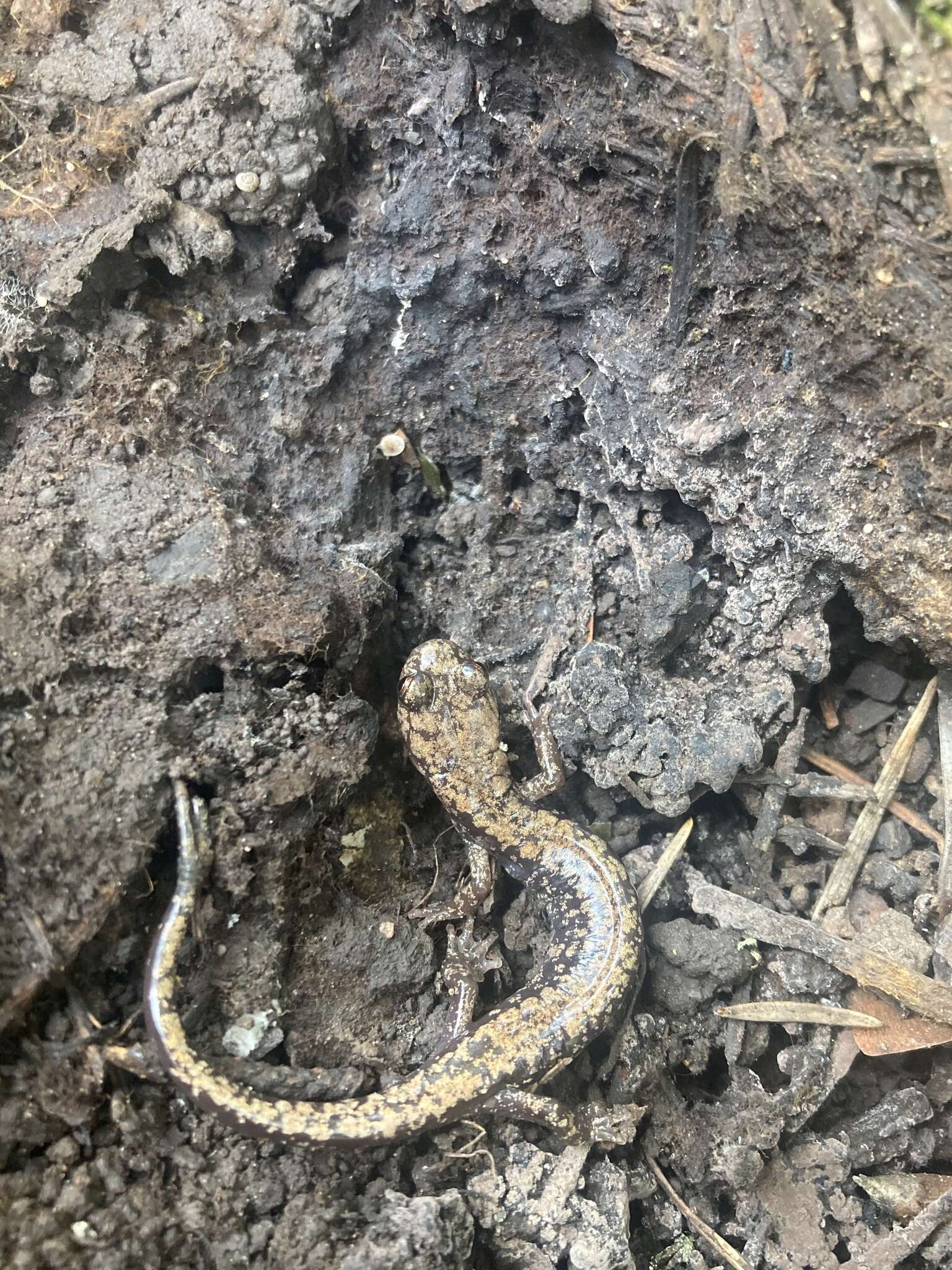 Image of Sacramento Mountain Salamander